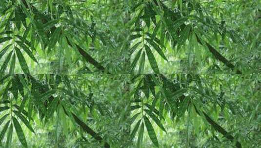 下雨天带水珠的竹叶特写高清在线视频素材下载