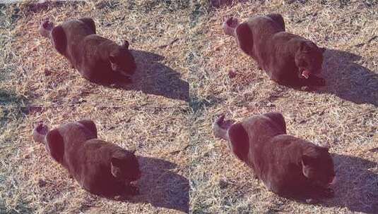 黑豹 豹子 大黑豹 食肉目 猫科高清在线视频素材下载