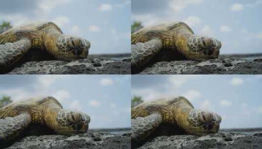 海龟趴在海岸边近距离侧视观看高清视频实拍高清在线视频素材下载