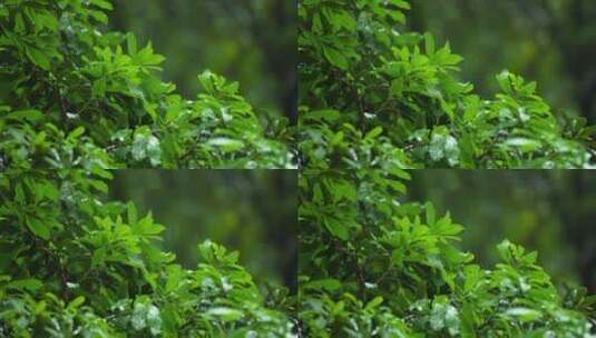 雨中路边的绿化带树叶雨滴4k视频素材高清在线视频素材下载