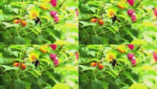 蜜蜂在鲜花上采蜜高清在线视频素材下载