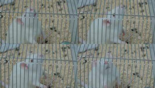 实验室里的小白鼠高清在线视频素材下载