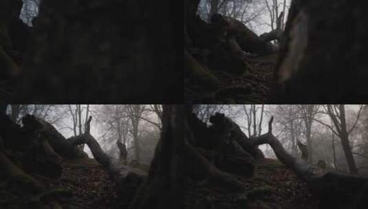 森林里的枯树干高清在线视频素材下载