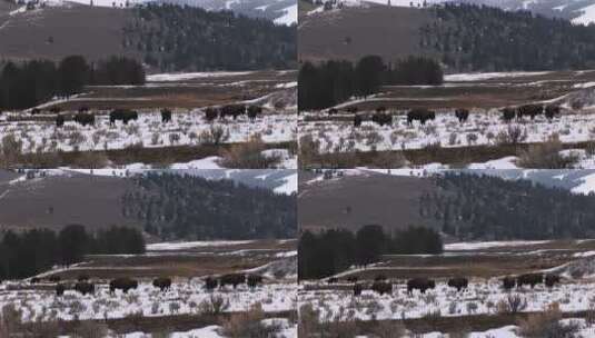 在白雪覆盖的草原上吃草的野牛高清在线视频素材下载