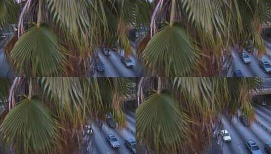 棕榈树在繁忙的高速公路上高清在线视频素材下载
