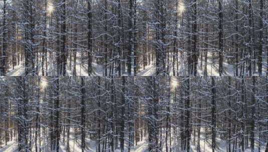 雪原松林风景高清在线视频素材下载