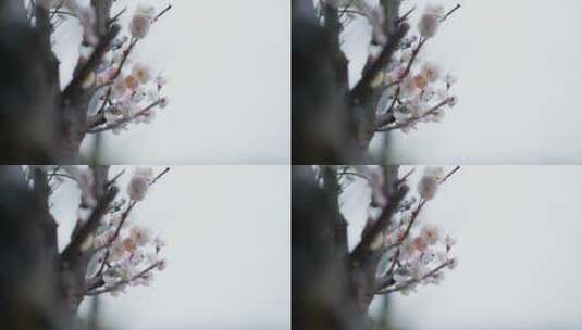 下雪天绽放的腊梅盆景高清在线视频素材下载