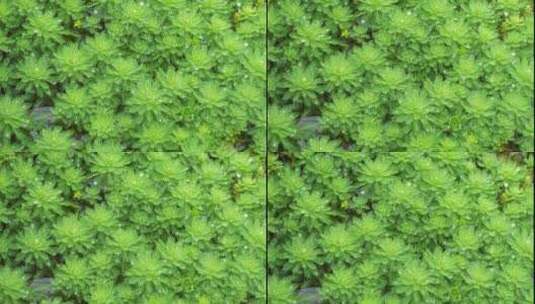 绿色植物狐尾藻4k视频高清在线视频素材下载