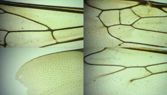 （显微摄影）蜜蜂翅膀放大100倍高清在线视频素材下载