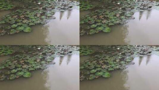 水上的睡莲高清在线视频素材下载