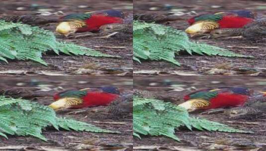 野生动物红腹锦鸡与长尾雉在吃食高清在线视频素材下载