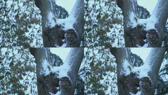 杭州上天竺法喜讲寺下雪天风景高清在线视频素材下载