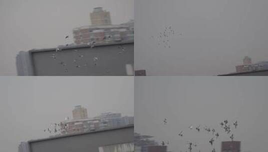 【镜头合集】阴天城市上空鸽子和平鸽高清在线视频素材下载