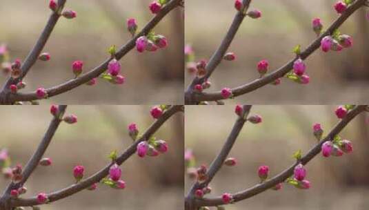 桃花梅花花蕾花苞花骨朵开花高清在线视频素材下载