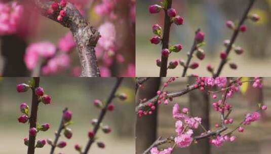 【镜头合集】特写花骨朵花蕾花苞花瓣高清在线视频素材下载