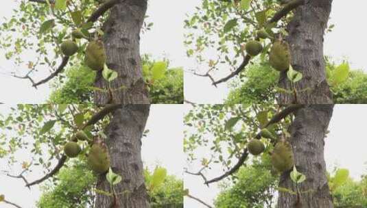 菠萝蜜树结果高清在线视频素材下载