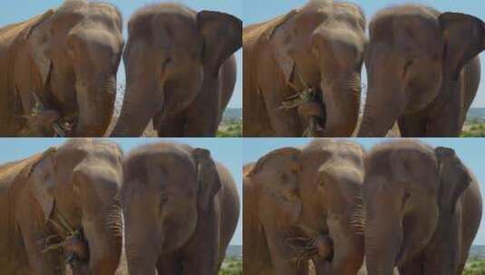 大象靠在一起吃草高清在线视频素材下载
