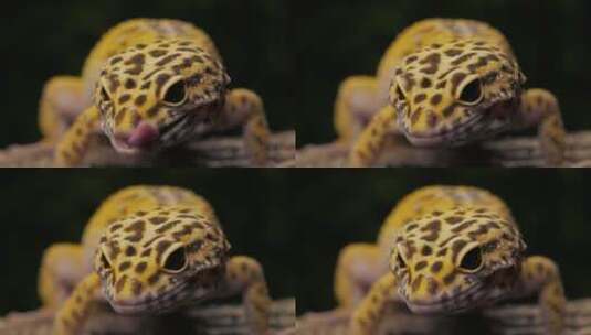 豹壁虎蜥蜴特写镜头高清在线视频素材下载