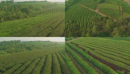 乡村 茶园 茶树 采茶 茶叶高清在线视频素材下载