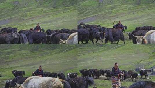 西藏萨普神山牧民高清在线视频素材下载