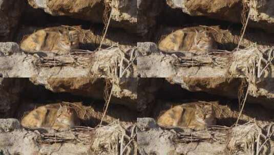 山林中的流浪猫在巢穴休息高清在线视频素材下载