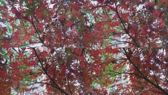秋天红色的枫叶鸡爪槭城市公园高清在线视频素材下载