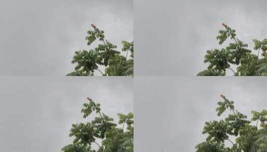 下雨风吹植物高清在线视频素材下载