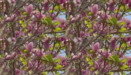 微距拉近镜头紫色的玉兰花特写高清在线视频素材下载