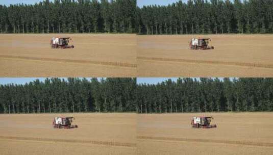 金色麦田小麦丰收高清在线视频素材下载