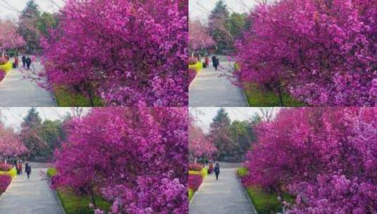 航拍公园里盛开的樱花高清在线视频素材下载