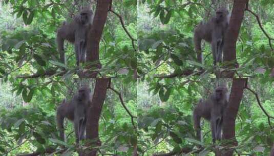 东非树上观望的猴子高清在线视频素材下载