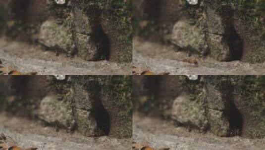 蚂蚁群往洞穴搬运食物微距特写高清在线视频素材下载
