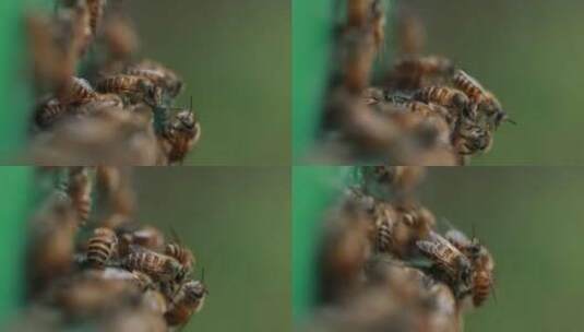 蜜蜂采蜜回到蜂箱微距高清在线视频素材下载