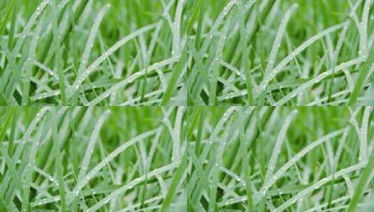 下雨 雨滴 松枝 竹叶高清在线视频素材下载