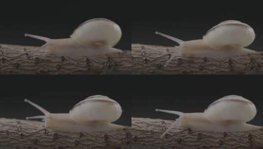 蜗牛缓缓爬行LOG高清在线视频素材下载