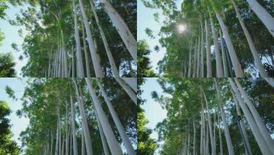 夏天阳光树荫树林森林桉树林速生桉仰拍仰视高清在线视频素材下载