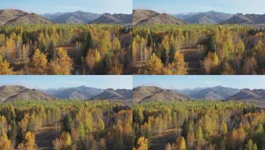 原创 新疆阿勒泰可可托海秋天森林自然风光高清在线视频素材下载