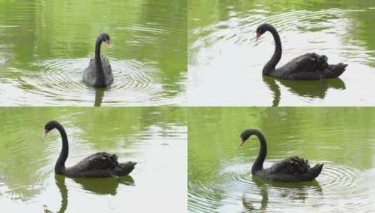 湖面上的黑天鹅高清在线视频素材下载