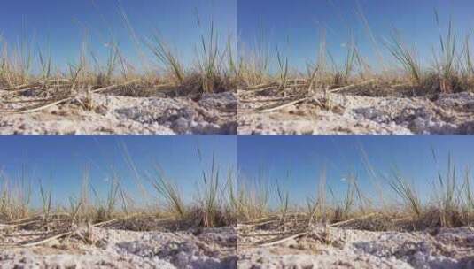 盐碱滩地野草高清在线视频素材下载
