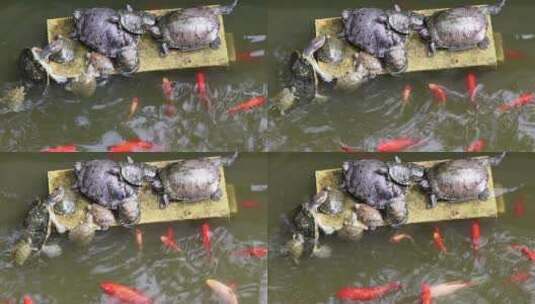 池塘里的乌龟和鲤鱼高清在线视频素材下载