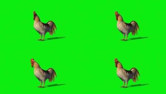 绿幕-动物-一只鸡高清在线视频素材下载