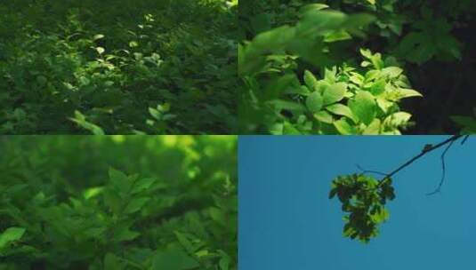 夏日风景 绿叶 环境优美 绿树成荫 夕阳高清在线视频素材下载