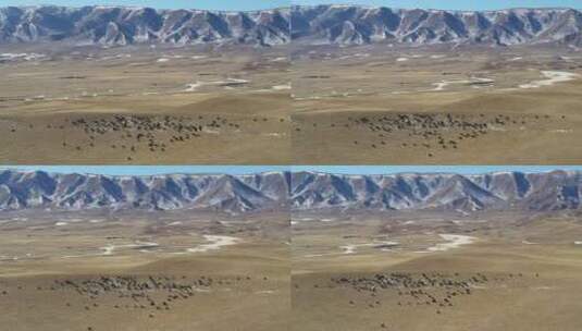 航拍青海西宁高原山脉牦牛群高清在线视频素材下载