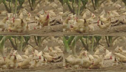 土鸡养殖基地4高清在线视频素材下载