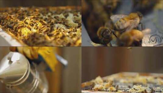 养蜂蜜蜂蜂蜜高清在线视频素材下载