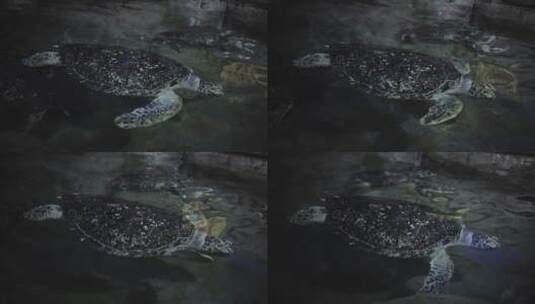 水族馆中的海龟高清在线视频素材下载