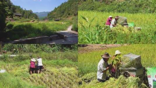 SL22I04V0011080P在田中打稻谷的农民高清在线视频素材下载