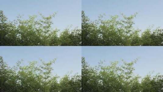 小区公园微风中摆动的竹子高清在线视频素材下载