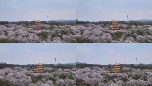 航拍武汉春天樱花季东湖樱花与五重塔高清在线视频素材下载