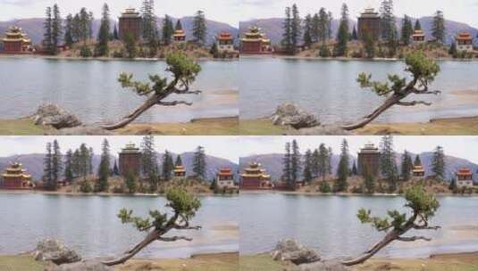 川藏线上湖边松树高清在线视频素材下载